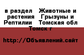  в раздел : Животные и растения » Грызуны и Рептилии . Томская обл.,Томск г.